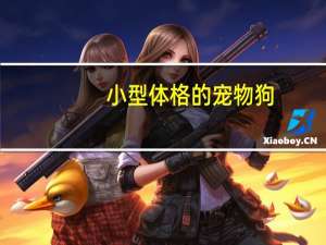小型体格的宠物狗