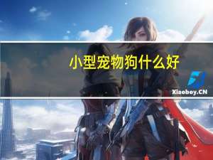 小型宠物狗什么好
