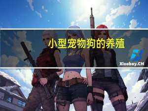 小型宠物狗的养殖