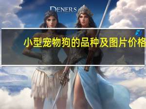 小型宠物狗的品种及图片价格