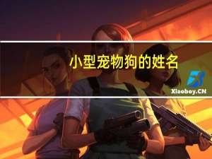 小型宠物狗的姓名