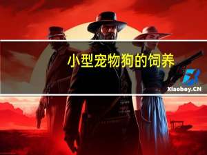 小型宠物狗的饲养