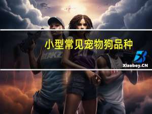 小型常见宠物狗品种