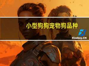 小型狗狗宠物狗品种