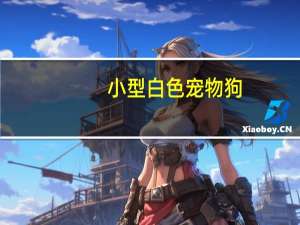 小型白色宠物狗