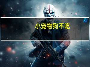 小宠物狗不吃