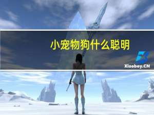 小宠物狗什么聪明