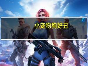 小宠物狗好丑