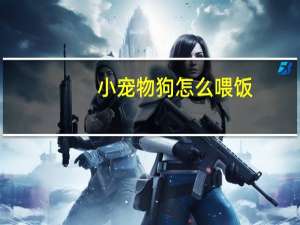 小宠物狗怎么喂饭