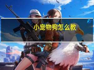 小宠物狗怎么教