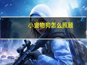 小宠物狗怎么照顾