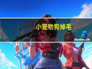小宠物狗掉毛