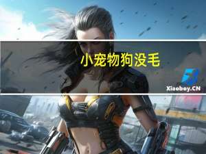 小宠物狗没毛