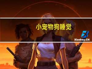 小宠物狗睡觉