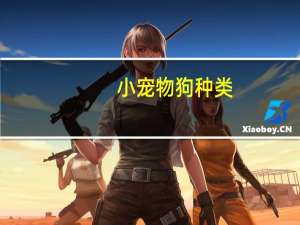 小宠物狗种类