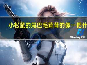 小松鼠的尾巴毛茸茸的像一把什么
