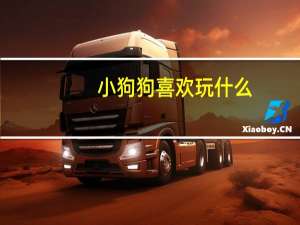 小狗狗喜欢玩什么