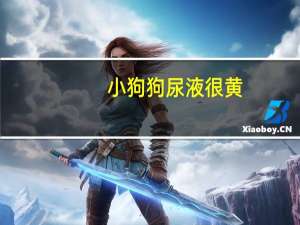 小狗狗尿液很黄
