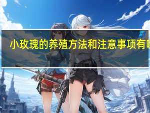 小玫瑰的养殖方法和注意事项有哪些