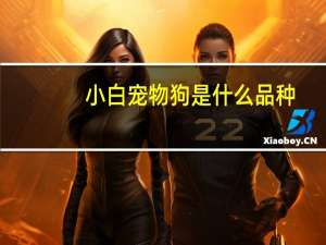 小白宠物狗是什么品种