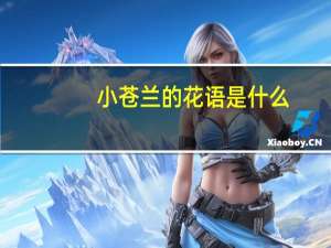 小苍兰的花语是什么
