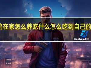 小鸡在家怎么养吃什么 怎么吃到自己的小鸡教程