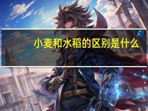小麦和水稻的区别是什么