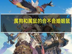 属狗和属鼠的合不合婚姻鼠