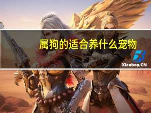 属狗的适合养什么宠物