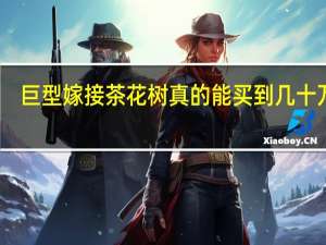 巨型嫁接茶花树真的能买到几十万吗