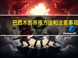 巴西木的养殖方法和注意事项