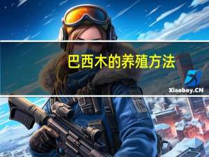 巴西木的养殖方法