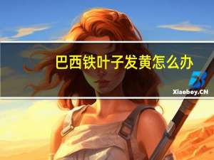 巴西铁叶子发黄怎么办