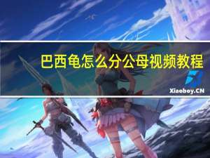 巴西龟怎么分公母视频教程（巴西龟怎么分公母）