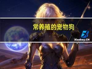 常养殖的宠物狗