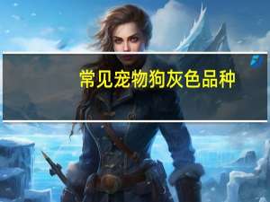 常见宠物狗灰色品种