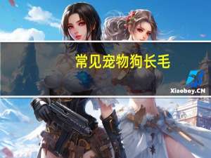 常见宠物狗长毛