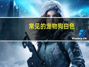 常见的宠物狗白色