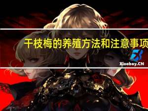干枝梅的养殖方法和注意事项：抗风暴能力强