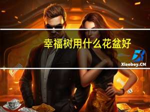 幸福树用什么花盆好