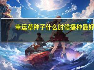 幸运草种子什么时候播种最好