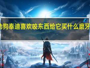 幼狗泰迪喜欢咬东西给它买什么磨牙棒棒好