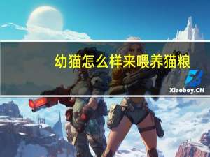 幼猫怎么样来喂养猫粮