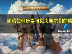 幼鸡如何玩耍可以表明它们的感受