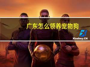 广东怎么领养宠物狗