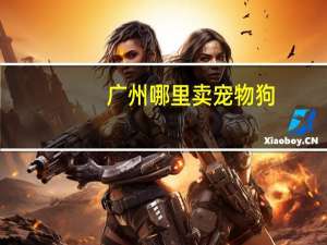 广州哪里卖宠物狗