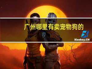 广州哪里有卖宠物狗的