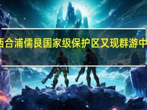 广西合浦儒艮国家级保护区又现群游中华白海豚