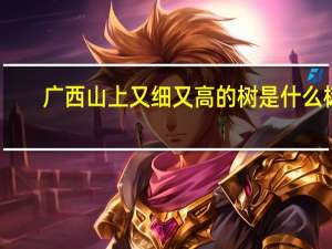 广西山上又细又高的树是什么树