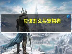 应该怎么买宠物狗